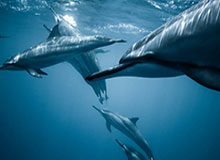 espn-米兰冬奥会开幕在即 赞助商李宁正式入驻中国奥组委“中国之家”